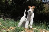 FOX TERRIER 109